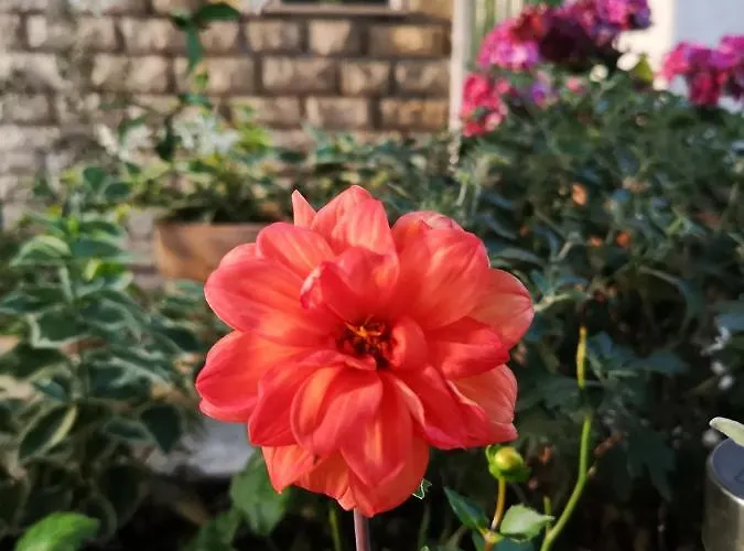 דירה Ivona מאקרסקה